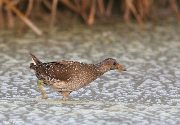  ברודית גדולה  Spotted Crake Porzana porzana                           הבטיחה, נובמבר 2007   .       